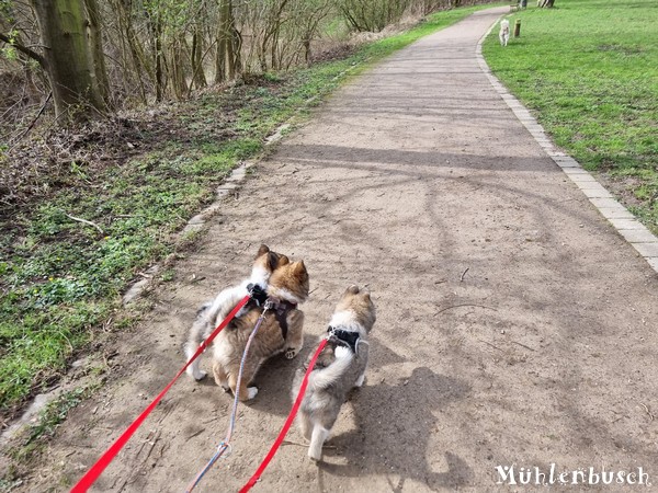 R-Wurf-Spaziergang-23-03-28-012