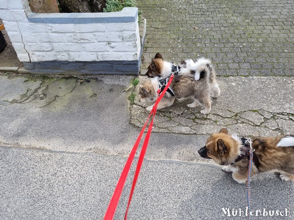 R-Wurf-Spaziergang-23-03-28-028