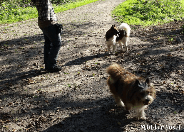 Lucky und FeeBee im Mühlenbusch unterwegs