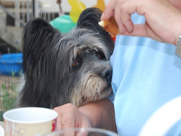 treuer Hundeblick von Benji, kleiner rauhaariger Elo Rüde