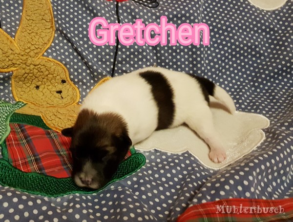 Gretchen - Hündin Glatthaar - 1 Woche alt