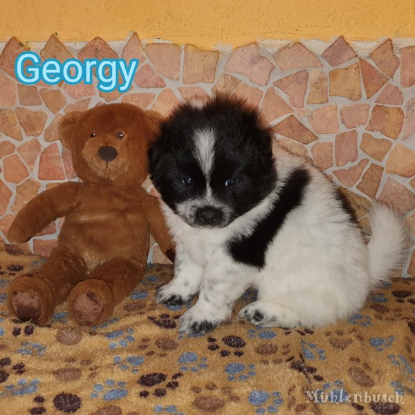 Georgy vom Mühlenbusch - Glatthaar Canilo - aus Kleinelo und Canilo Verpaarung