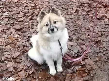 Kelly vom Mühlenbuch - glatthaar Canilo Hündin mit Elo Hunden als Elterntiere