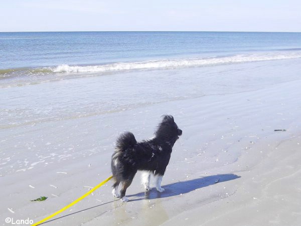 Lando am Strand in Dänemark