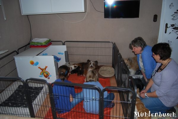 Die Familie des Deckrüden besucht die Welpen von FeeBee und Bo 