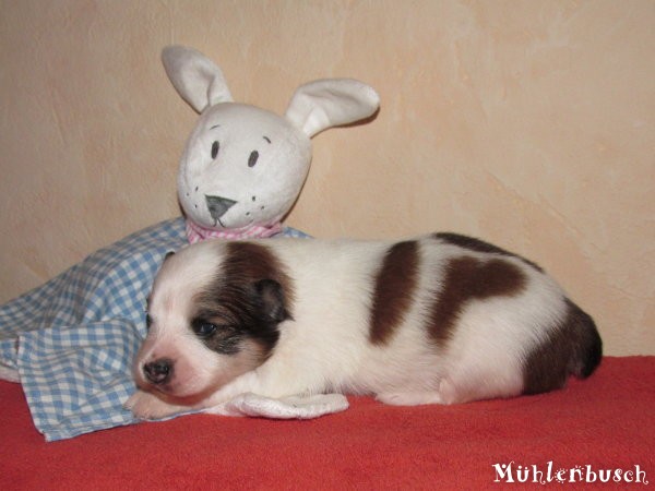 Mary-Lou vom Mühlenbusch - Canilo Welpe mit Elo Hund Eltern