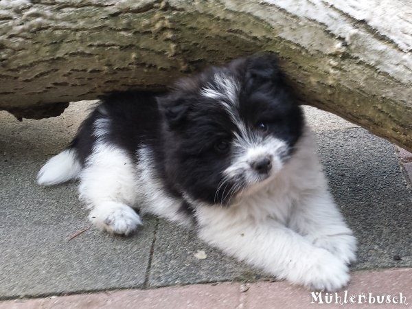 Naidoo vom Mühlenbusch, Canilo Welpe Rauhaar aus Elo Hund Elterntieren