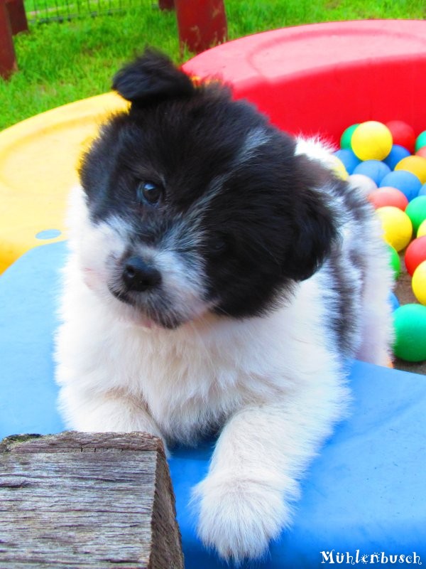 Nami vom Mühlenbusch, Canilo Welpe Rauhaar aus Elo Hund Elterntieren