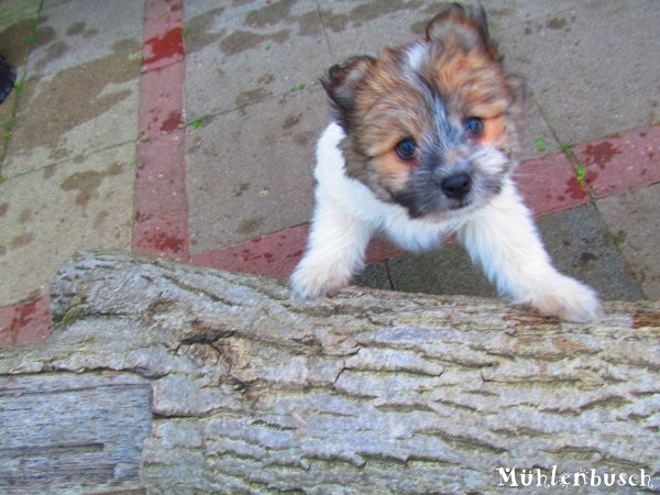 Nancy vom Mühlenbusch, Canilo Welpe Rauhaar aus Elo Hund Elterntieren