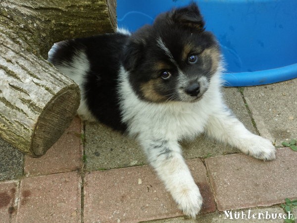 Nico vom Mühlenbusch, Canilo Welpe Glatthaar aus Elo Hund Elterntieren