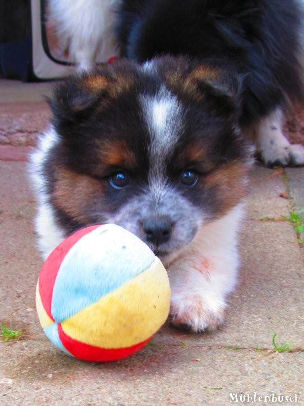 Nils vom Mühlenbusch, Canilo Welpe Glatthaar aus Elo Hund Elterntieren