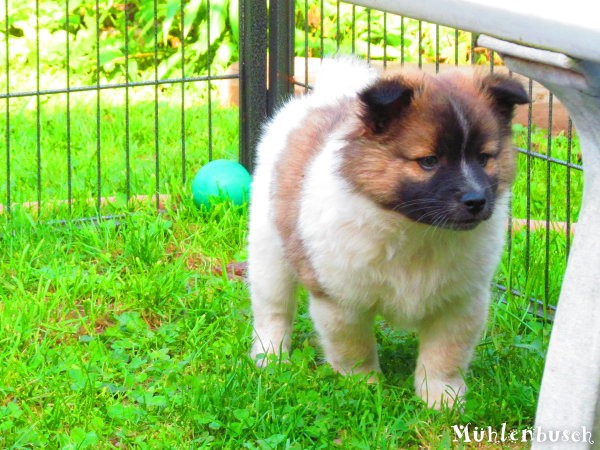 Noah vom Mühlenbusch, Canilo Welpe Glatthaar aus Elo Hund Elterntieren