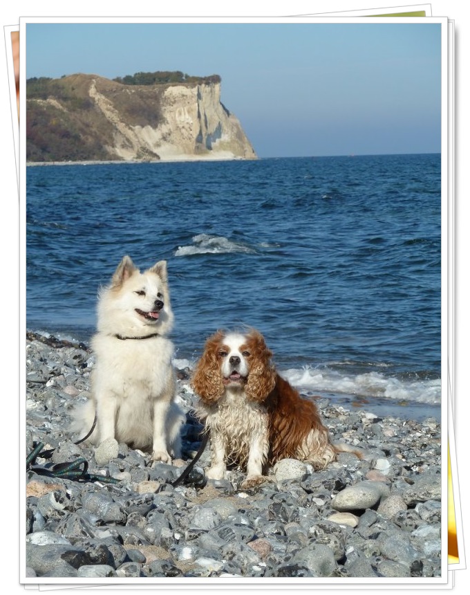 Elo Hund Mila mit Cavalier King Charles Spaniel Frankie auf Rügen