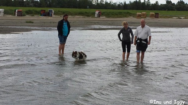 Kleinelos Inu und Iggy auf einer grünen Wiese im Urlaub