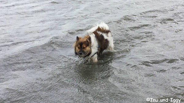 Kleinelos Inu und Iggy auf einer grünen Wiese im Urlaub