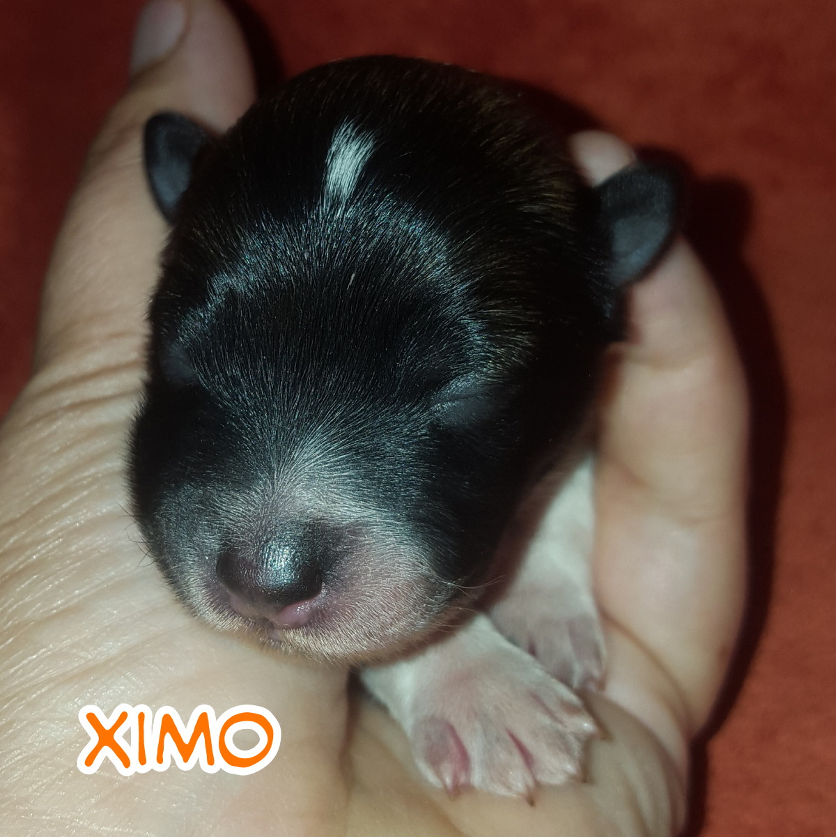 Ximo