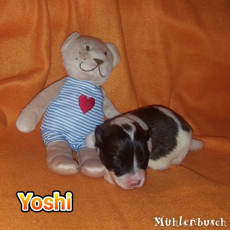 Yoshi - Canilo Welpe 1 Woche alt