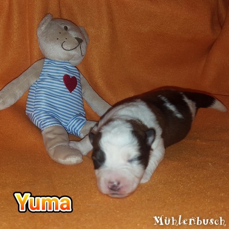 Yuma - Canilo Welpe 1 Woche alt